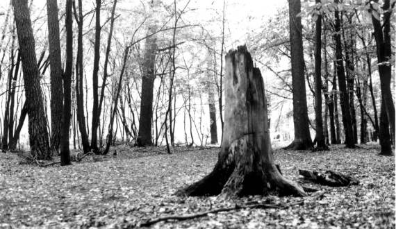 dead_tree_stump_decaying