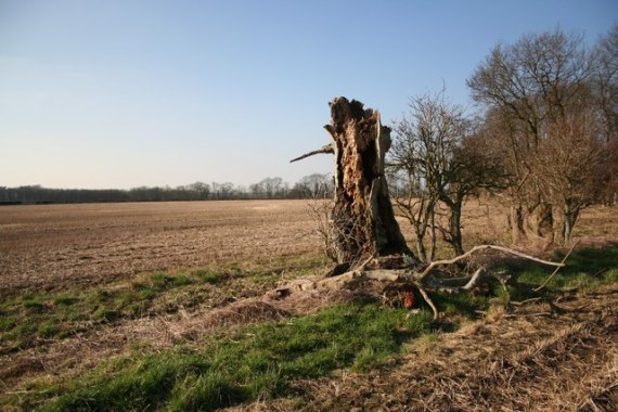 Decaying_tree_stump_-_geograph.org.uk_-_693986